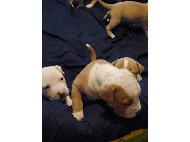 Five American Bulldog puppies available in Miami, Florida