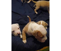 Five American Bulldog puppies available - 3