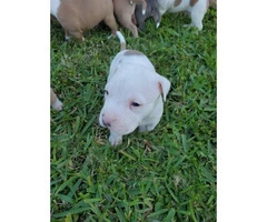 Five American Bulldog puppies available - 4