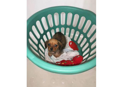 One female Schweenie puppy