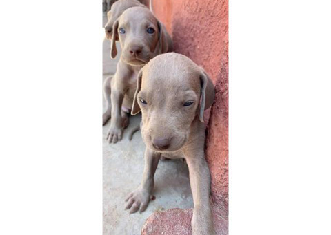 4 Weimaraner puppies left