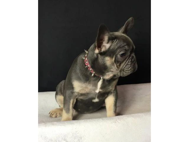 2 female French Bulldog Puppies