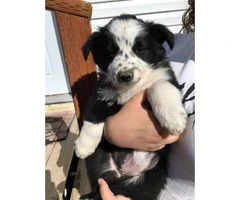 Border Heeler puppies ready for their new home