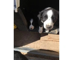 Border Heeler puppies ready for their new home