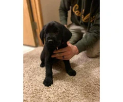 4 Newfoundland puppies available