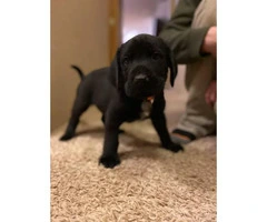 4 Newfoundland puppies available - 2