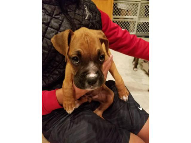 Boxer puppies for sale in Las Vegas, Nevada - Puppies for ...