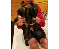 Boxer puppies for sale - 2