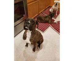 Boxer puppies for sale - 4