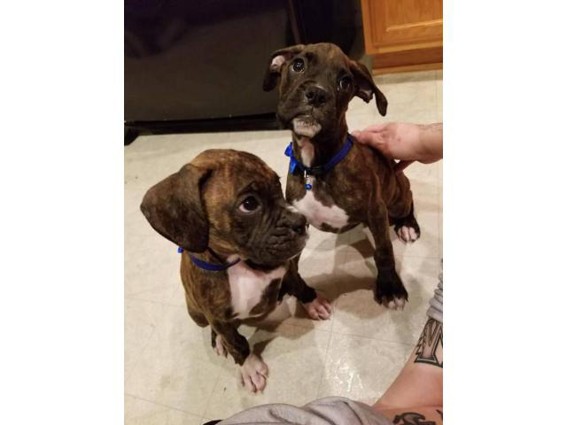 53 HQ Images Boxer Puppies For Sale In Illinois / AKC registered Boxer puppies for sale in Menasha ...