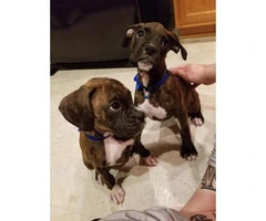 Boxer puppies for sale - 5