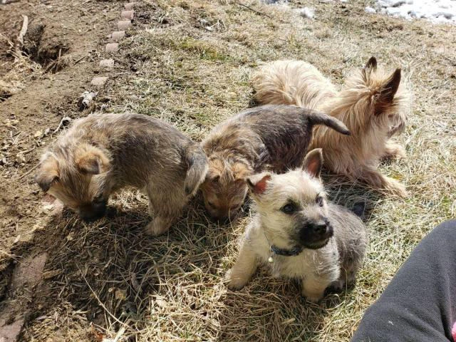 Purebred Cairn terriers - 1/5