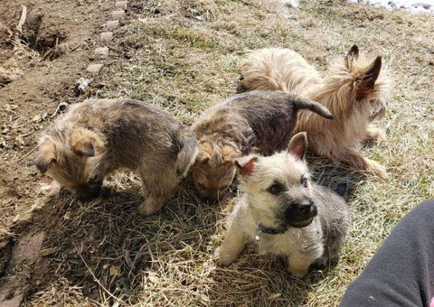 Purebred Cairn terriers