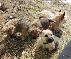 Purebred Cairn terriers