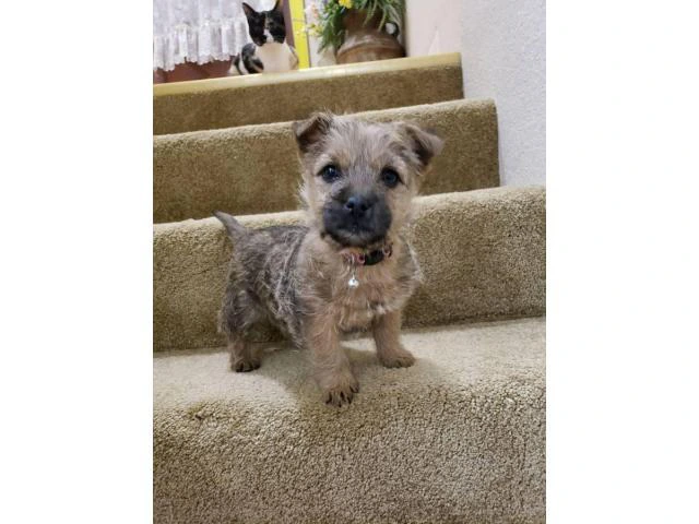 Purebred Cairn terriers - 3/5