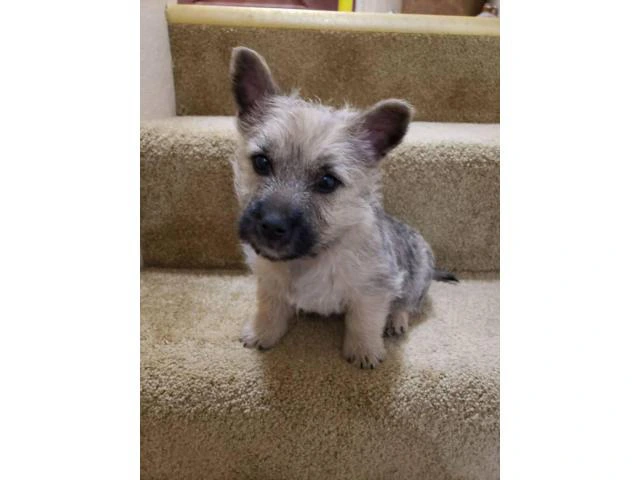 Purebred Cairn terriers - 4/5