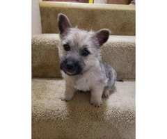Purebred Cairn terriers - 4