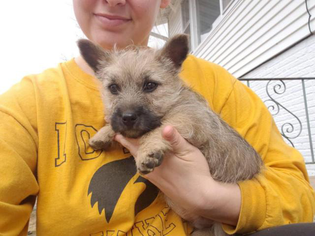 Purebred Cairn terriers Davenport - Puppies for Sale Near Me