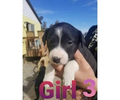 Short-haired border collie puppies - 4