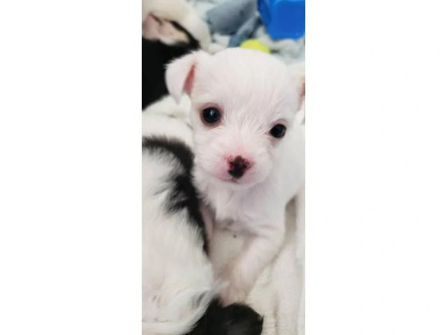 Eight week old Malchi puppies