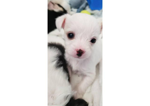 Eight week old Malchi puppies