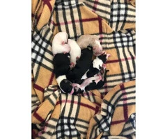 Eight week old Malchi puppies