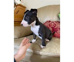 Male Bull terrier puppies