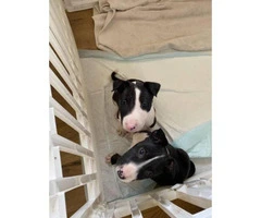 Male Bull terrier puppies - 2