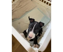 Male Bull terrier puppies - 3