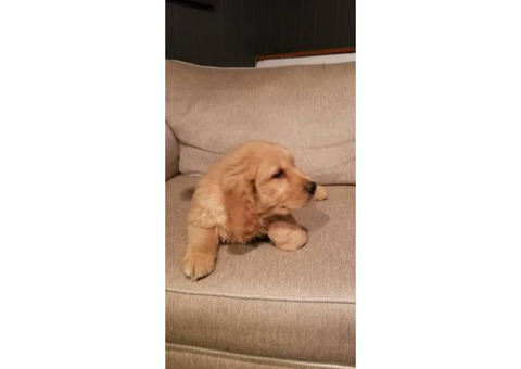 Male and female Golden retriever puppies for sale