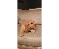 Male and female Golden retriever puppies for sale