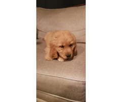 Male And Female Golden Retriever Puppies For Sale In Chicago Illinois Puppies For Sale Near Me