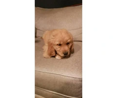 Male and female Golden retriever puppies for sale - 2