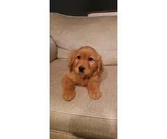 Male and female Golden retriever puppies for sale - 3
