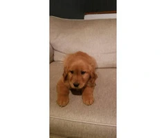 Male and female Golden retriever puppies for sale - 4