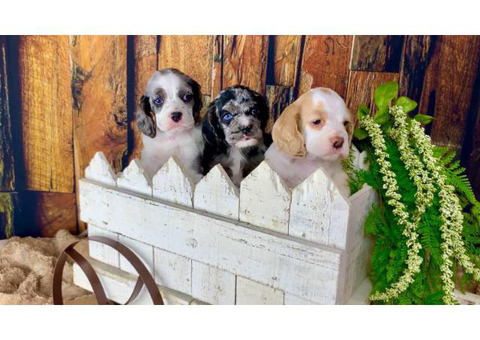 2 boys & 1 girl Cocker Spaniel puppies