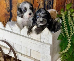 2 boys & 1 girl Cocker Spaniel puppies - 3