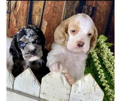 2 boys & 1 girl Cocker Spaniel puppies - 9
