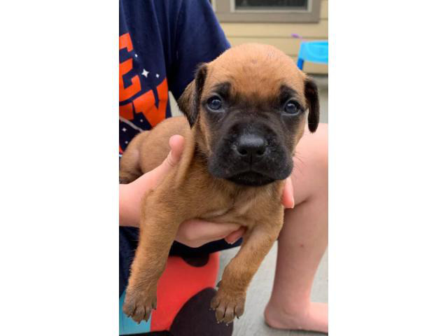 Rehoming Bull Mastiff puppies Houston - Puppies for Sale Near Me