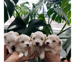 6 weeks old Maltese pups for adoption
