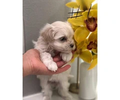 6 weeks old Maltese pups for adoption - 2
