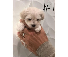 6 weeks old Maltese pups for adoption - 3