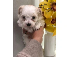 6 weeks old Maltese pups for adoption - 4