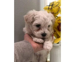 6 weeks old Maltese pups for adoption - 6