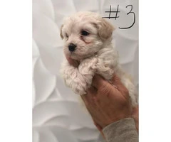 6 weeks old Maltese pups for adoption - 7