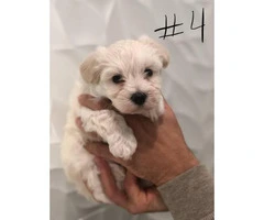 6 weeks old Maltese pups for adoption - 8