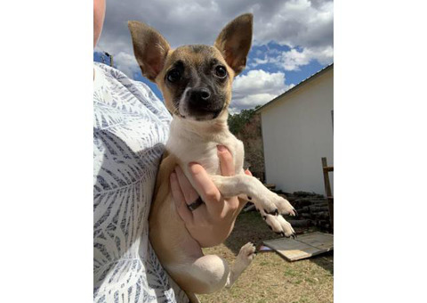 4-month-old Chihuahua puppy