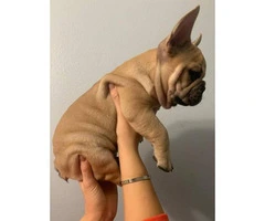 Lovely tan French Bulldog puppies for sale - 1