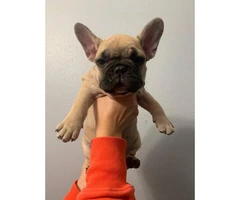 Lovely tan French Bulldog puppies for sale - 2
