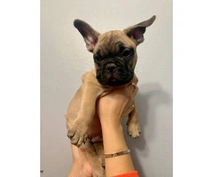 Lovely tan French Bulldog puppies for sale - 3